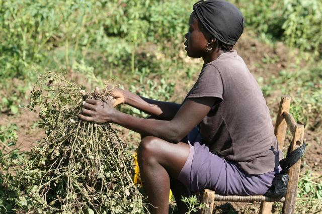 Peanut harvesting