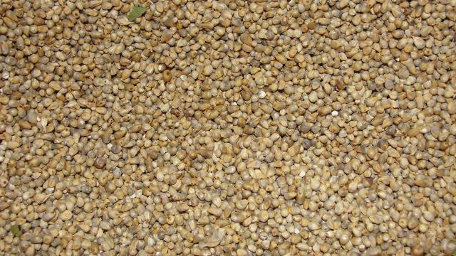 Pearl millet grain