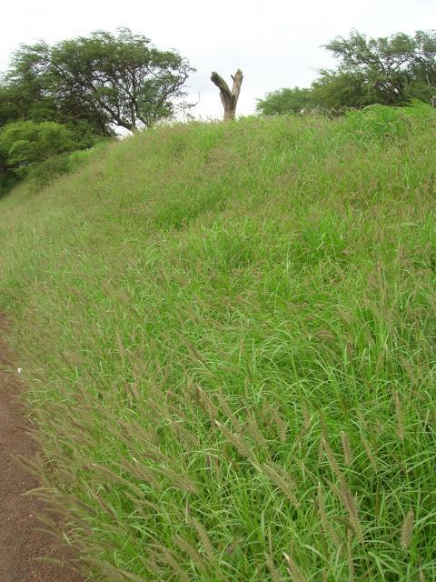 Pennisetum polystachion in Maui, Hawaii