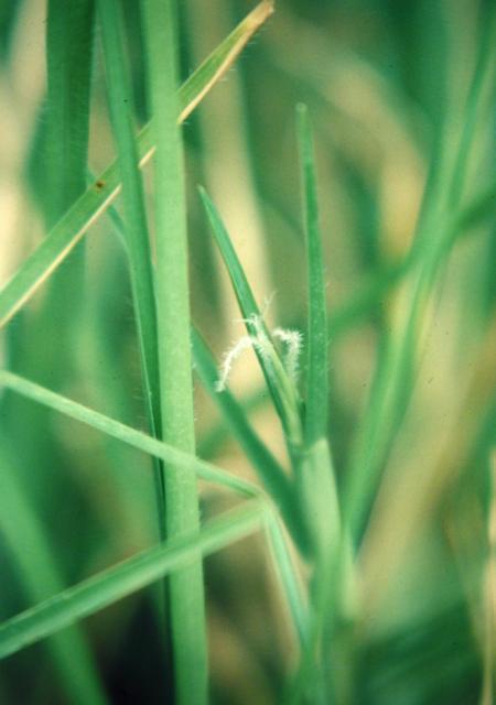 Kikuyu (Pennisetum clandestinum) inflorescence