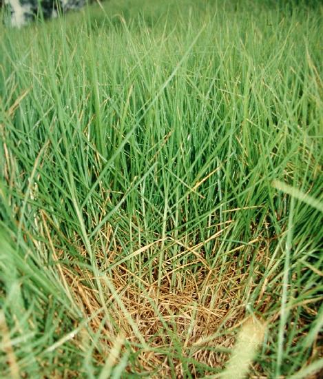 Kikuyu (Pennisetum clandestinum), Réunion Island