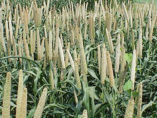 Pearl millet, early grain fill