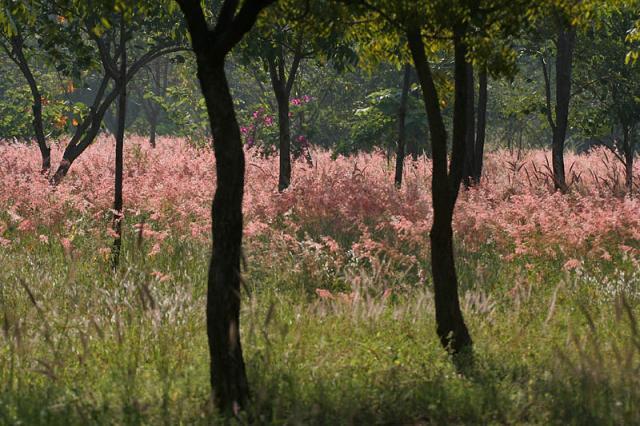 Nigeria grass (Pennisetum pedicellatum), sward, Hyderabad, India