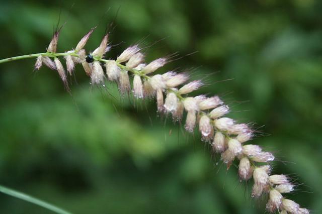 Nigeria grass (Pennisetum pedicellatum) inflorescence, Burkina Faso