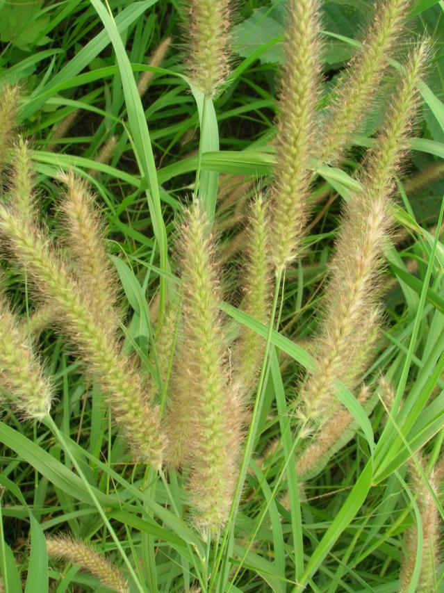 Pennisetum polystachion inflorescences at Kahului Airport, Maui