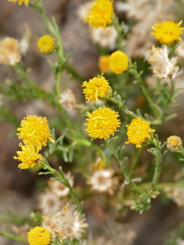 African sheepbush (Pentzia incana) flowers