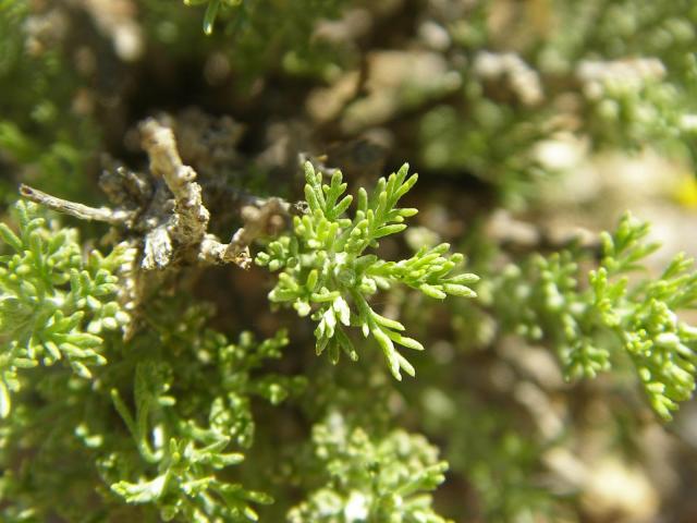 African sheepbush (Pentzia incana) leaves