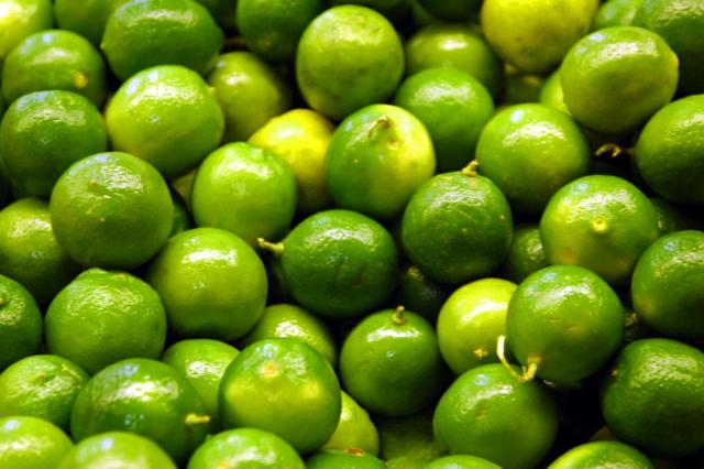 Persian lime (Citrus x latifolia), fruits