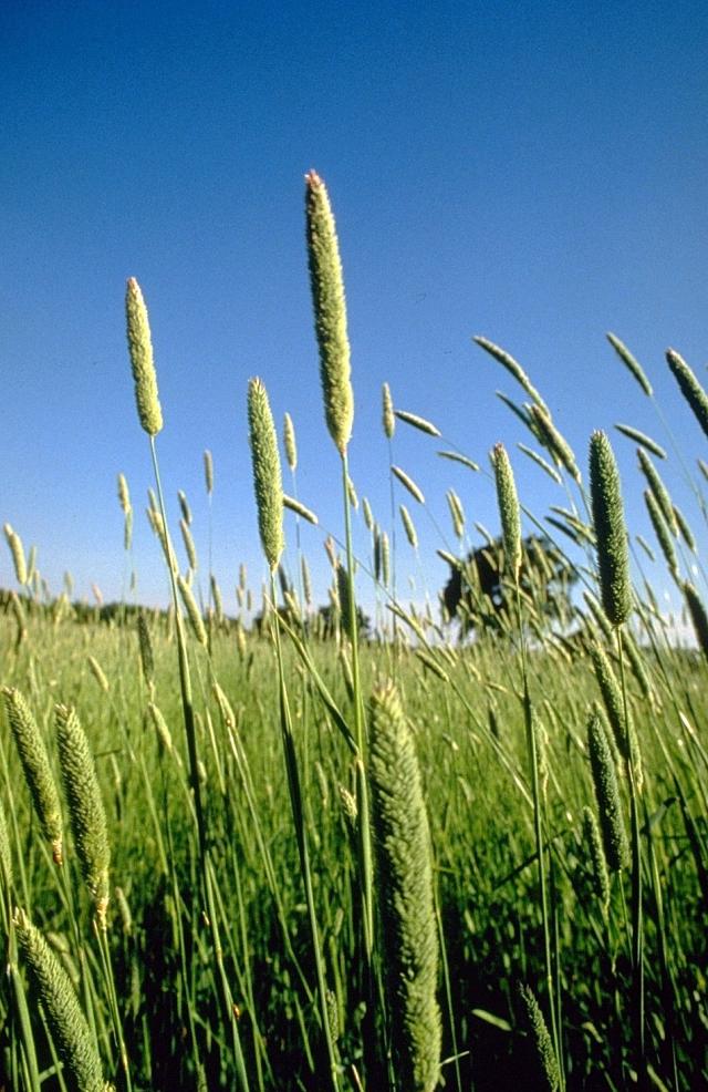 Bulbous canary grass (Phalaris aquatica), habit, USA