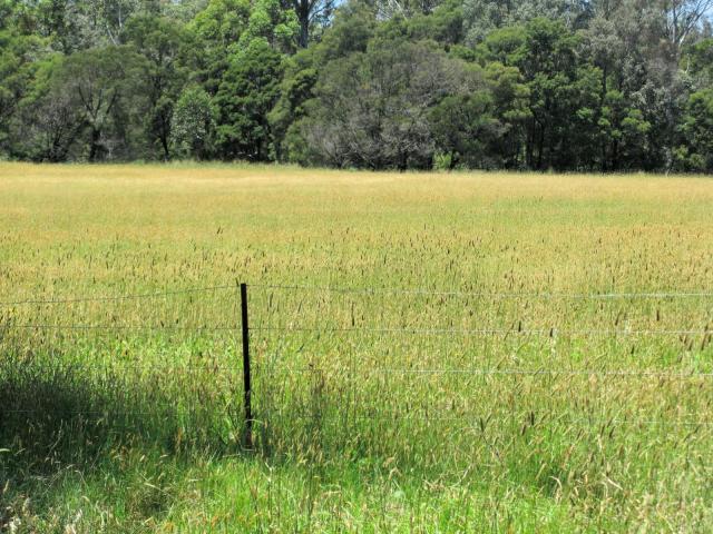 Stand of bulbous canary grass (Phalaris aquatica), South West Rocks, Australia