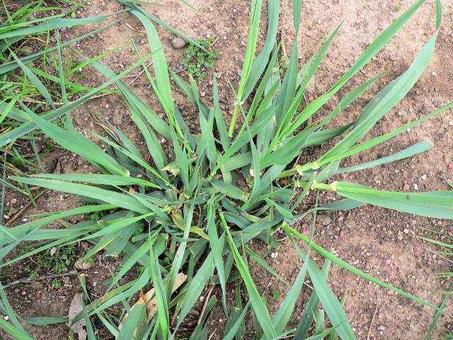 Bulbous canary grass (Phalaris aquatica), leaves, Australia