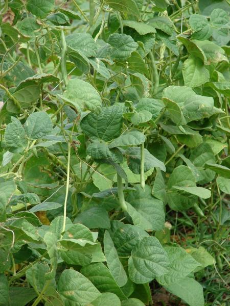 Common bean (Phaseolus vulgaris) habit