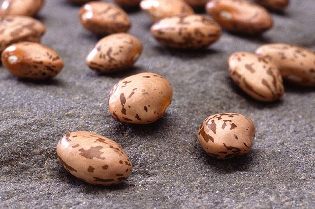 Common bean seeds (Phaseolus vulgaris) var. Pinto