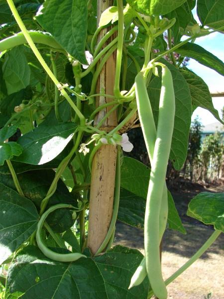 Common bean (Phaseolus vulgaris) flowers and pods