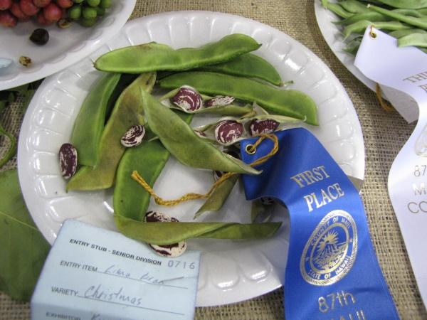 Lima bean (Phaseolus lunatus), pods and beans, Maui, Hawaii