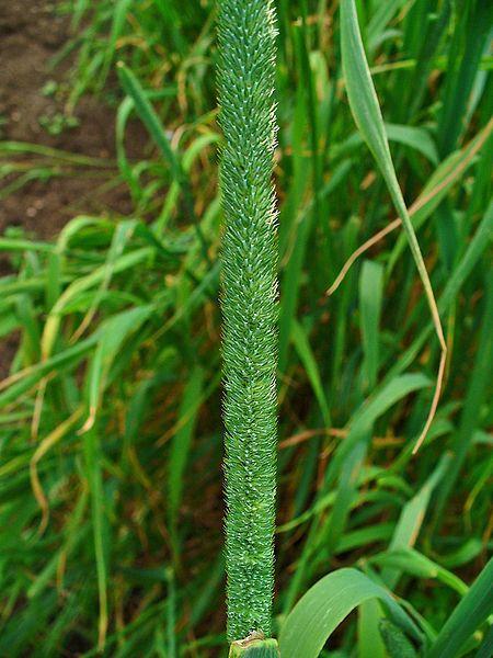 Timothy grass (Phleum pratense), seedhead, Germany
