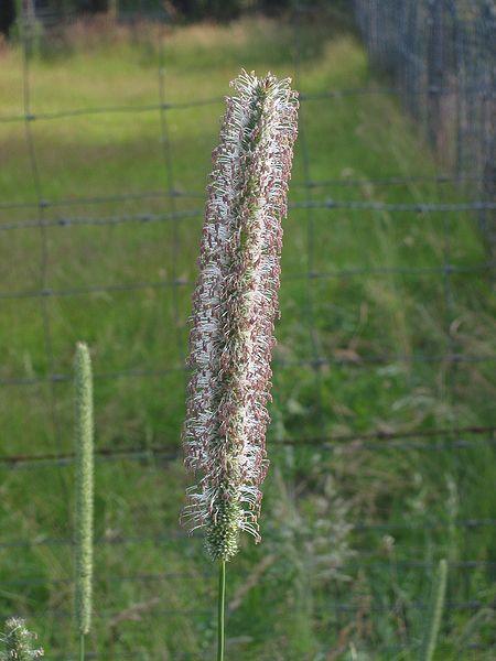 Timothy grass (Phleum pratense), inflorescence