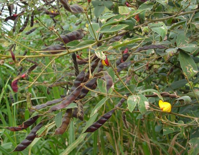 Pigeon pea (Cajanus cajan), foliage and pods