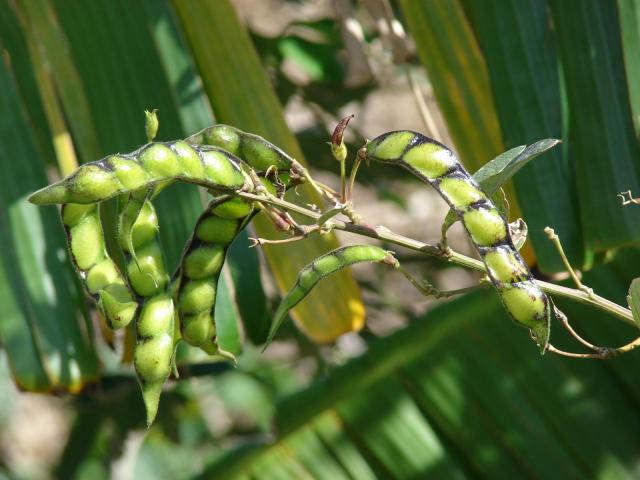 Pigeon pea (Cajanus cajan), green pods