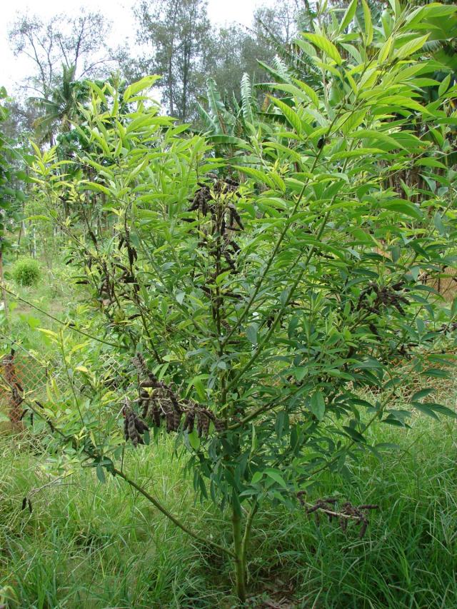 Pigeon pea (Cajanus cajan), habit