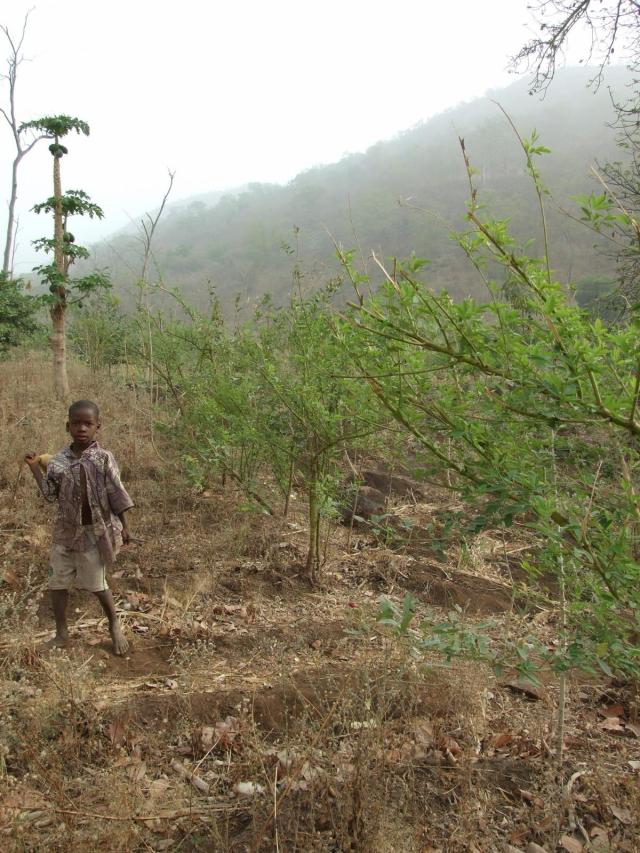 Pigeon pea (Cajanus cajan) plantation providing green forage for rabbits in Benin