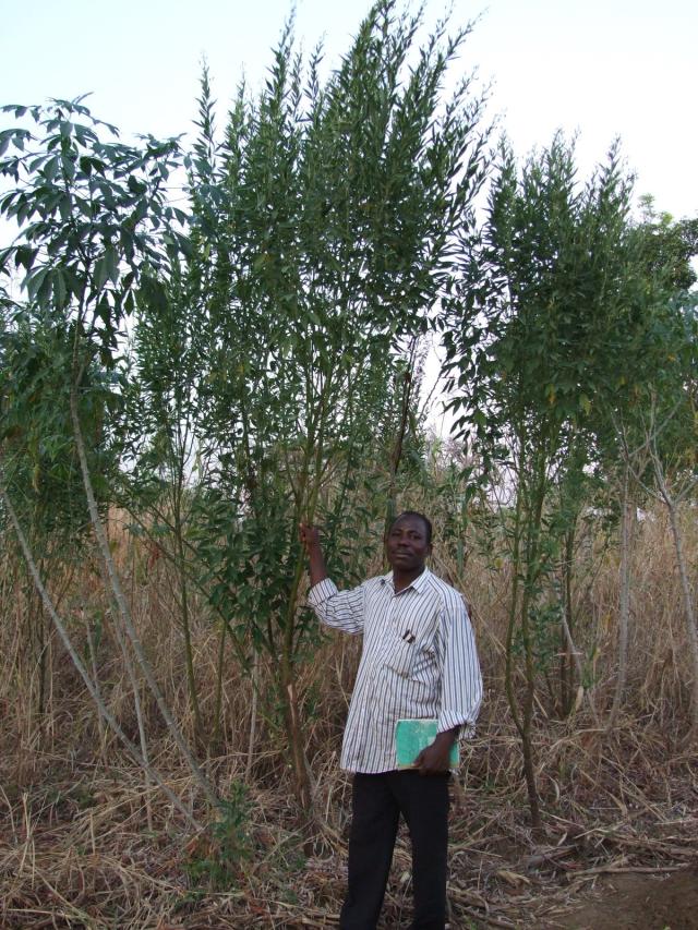 Pigeon pea (Cajanus cajan) plants in Togo