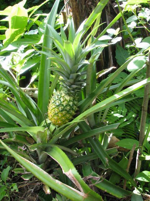 Pineapple (Ananas comosus) habit, Indonesia