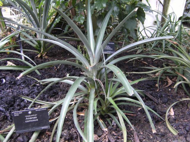 Pineapple (Ananas comosus), leaves
