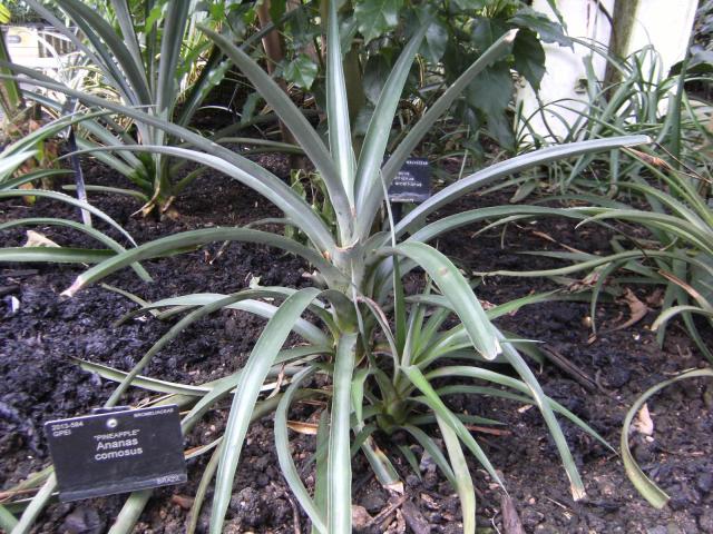 Pineapple (Ananas comosus), leaves