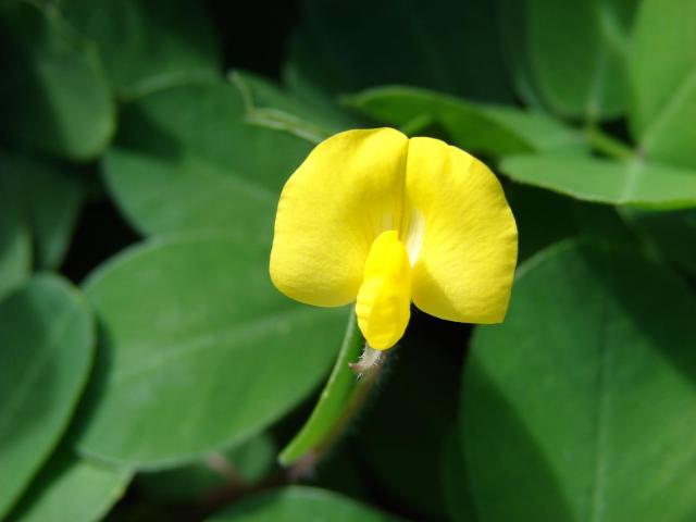Pinto peanut (Arachis pintoi), flower, Hawaii