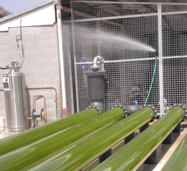 Microalgae (Nannochloropsis) in pipes, aquaculture facilities in Australia