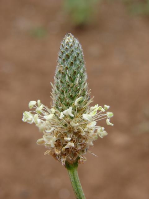 Ribwort plantain (Plantago lanceolata), inflorescence, Hawaii