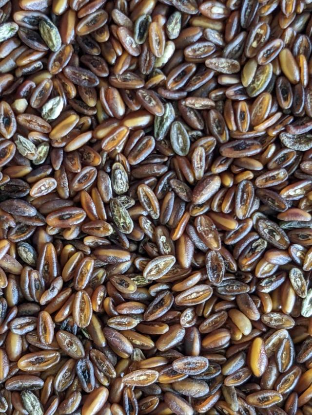 Plantain seeds