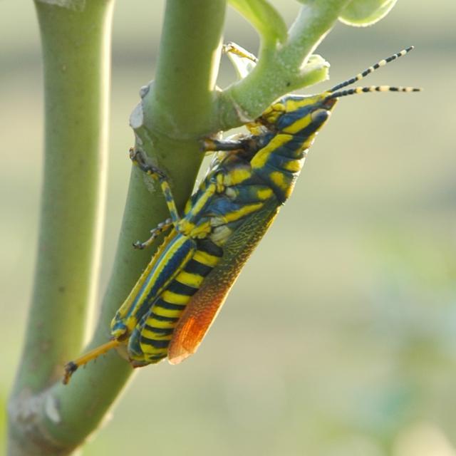 Poekilocerus pictus grasshopper