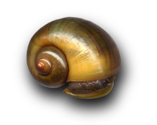 Pomacea canaliculata shell