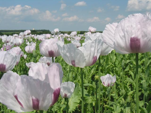 Poppy (Papaver somniferum) field, France