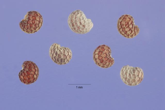 Poppy (papaver somniferum) seeds