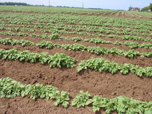 Potato field, France