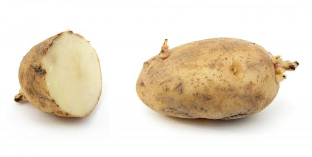 Russet potato cultivar with sprouts, sliced and whole