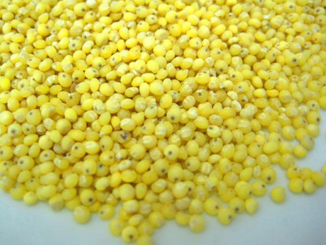 Proso millet (Panicum miliaceum) grain