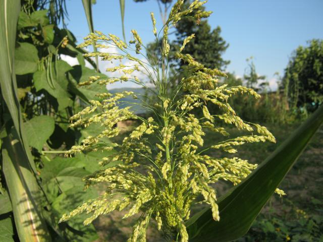 Proso millet (Panicum miliaceum), habit, Nepal