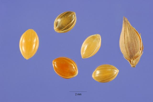 Proso millet (Panicum miliaceum), grains