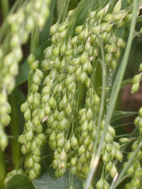 Proso millet (Panicum miliaceum) spike