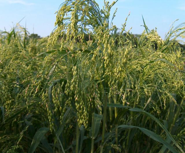 Proso millet (Panicum miliaceum) spike