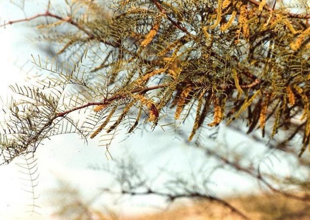 Prosopis chilensis (Molina) Stuntz var. chilensis branch with flowers, Chilean Matorral