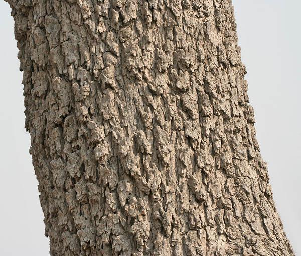Prosopis (Prosopis cineraria) grey, fissured bark