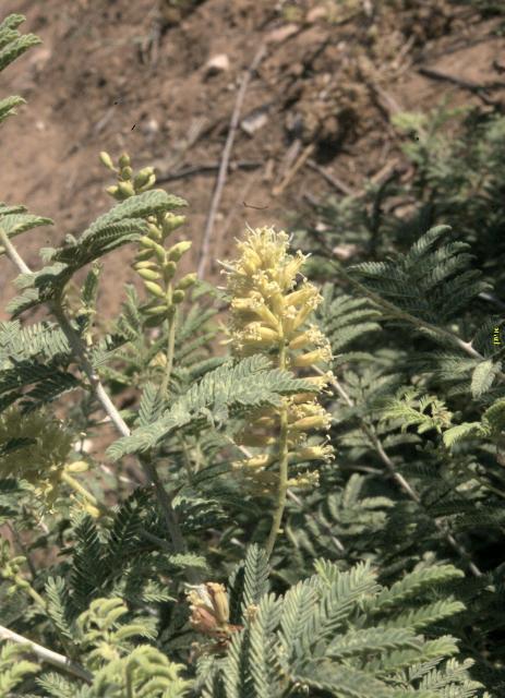 Prosopis farcta flowering