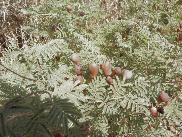 Fruits on Prosopis farcta