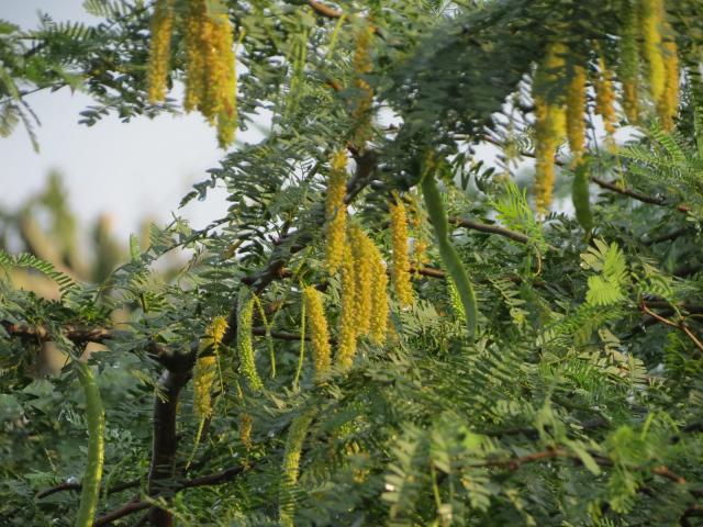 Prosopis (Prosopis cineraria) inflorescences, pods and leaves
