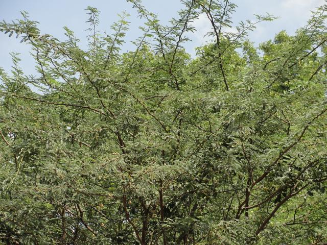 Prosopis fuliflora, Tamil Nadu, India